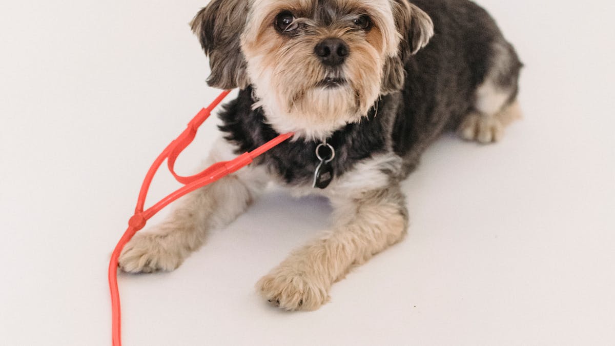 Smart Pet Feeders Wholesale Guide: WiFi Scheduling, Margins, and Global Trends