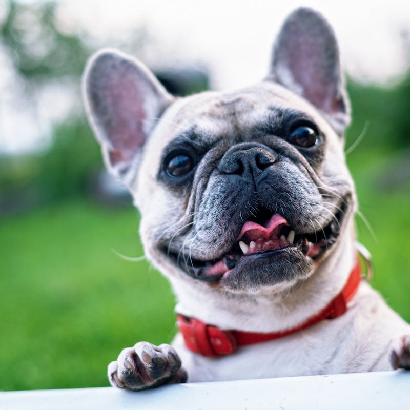 SafeRide Pet Car Seat