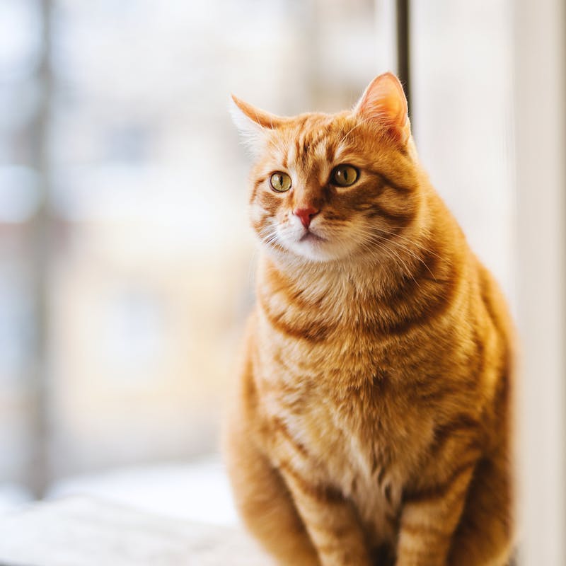 SmartLitter Auto Cat Box